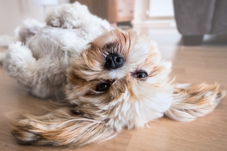 dog, nature, pet, canine, animal, lying, fur, snout, mammal, dog portrait, animal world, shih tzu, cute, cutie, resting, belly, dog, dog, dog, dog, dog