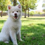 A cute white fluffy dog sitting on green grass in a sunny park, smiling.