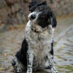 A friendly black and white dog sits on a cobblestone path looking curious and attentive.