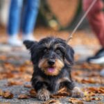 Charming Dachshund enjoying a brisk autumn walk on a leaf-covered path.