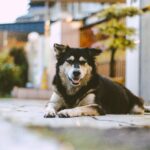A serene dog lying on a street in an urban setting during the day, emitting a calm vibe.