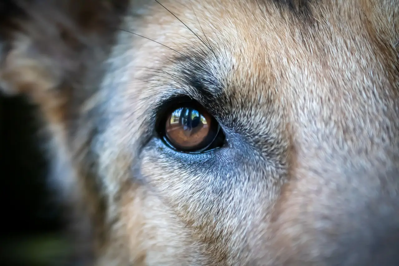dog, pet, nature, shepherd dog, eye, face, head, close up, young, purebred dog, view, fur, domestic animal, animal, loyal to, thoroughbred