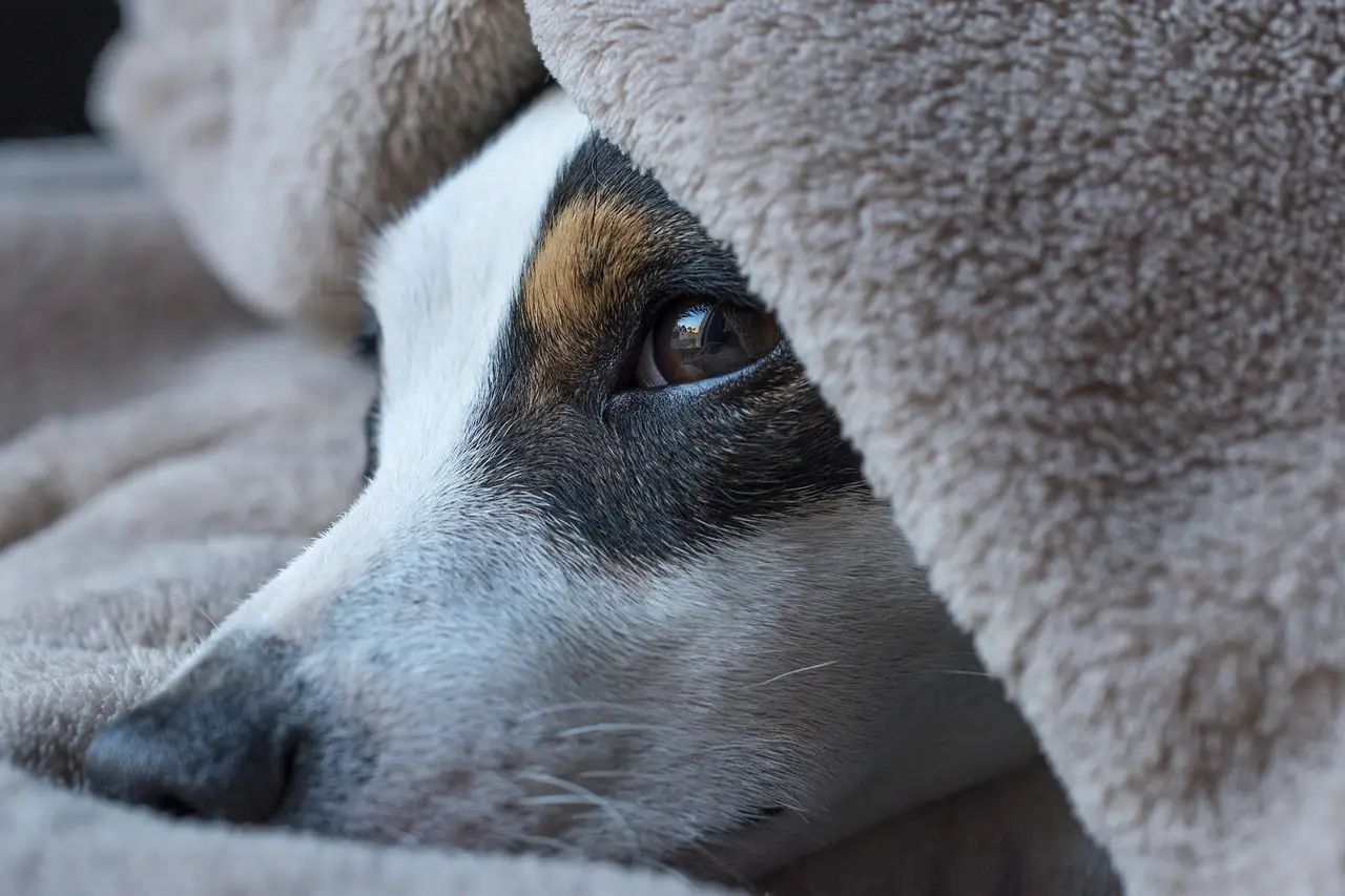 dog, jack russel, sleep, look, terrier, cute, russel, pet, jack, snout, nature, animal, canine