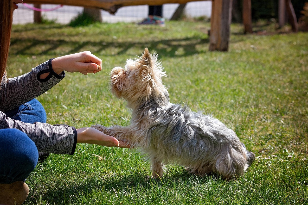 dog training, dog, animal, small, small dog, purebred dog, yorkie, yorkshire terrier, dog school, nature, training, pet, domestic animal