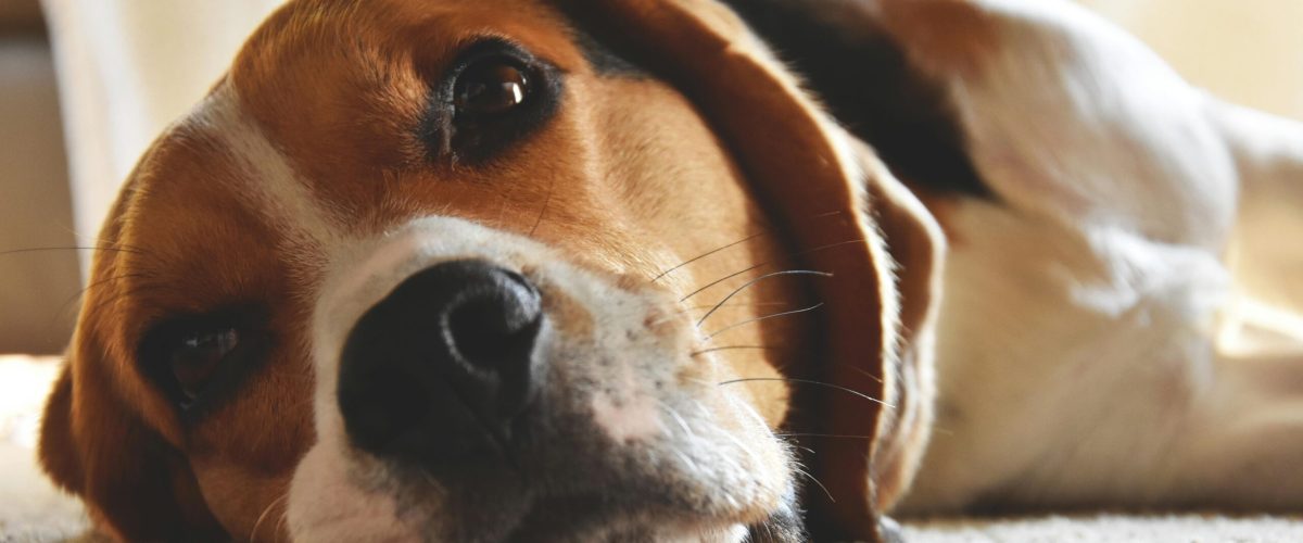 Relaxed beagle dog lying indoors, showcasing adorable expression and fur detail.