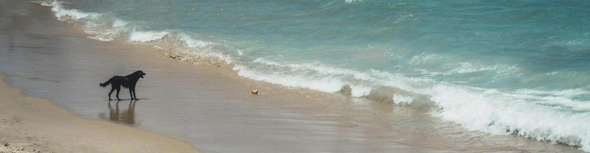 Black dog playing on a scenic beach with waves and rocks under bright sunlight.